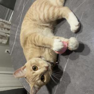 Image of Clover, Lost Cat