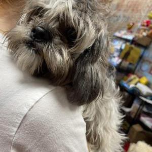 Lost Dog Unknown