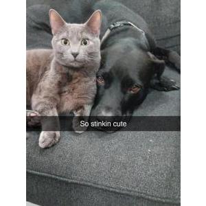 Image of BaconGrease, Lost Cat
