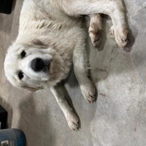 Lost Dog Junior