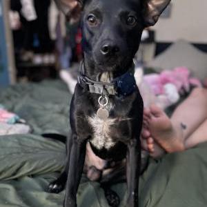 Lost Dog Harry