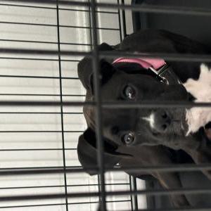 Lost Dog Ali