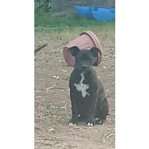 Image of Baby David, Lost Dog