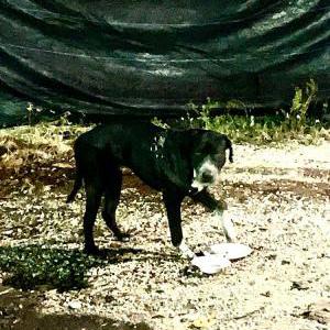 Found Dog Unknown