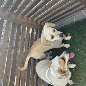 Found Dog Unknown