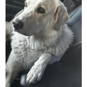 Found Dog Unknown