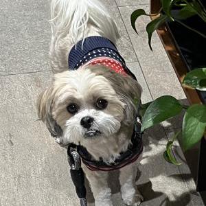 Lost Dog Coco