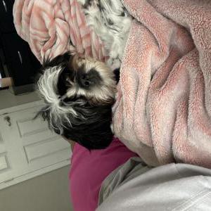 Lost Dog Xena