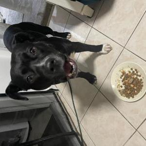 Image of Unknown, Found Dog