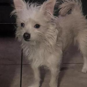 Lost Dog Benji