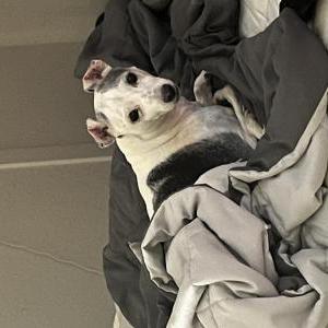 Lost Dog Vinny