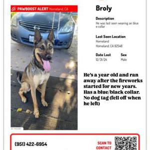 Lost Dog Broly