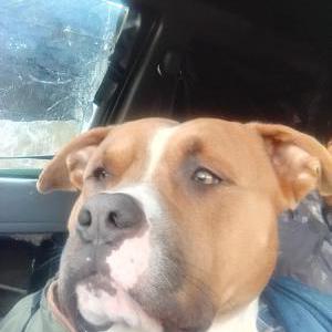 Lost Dog Kash
