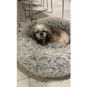 Found Dog Unknown