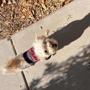 Image of Milo Jones, Lost Dog