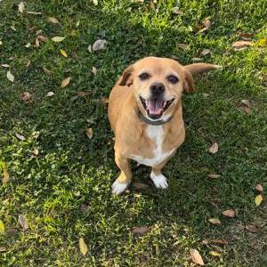 Lost Dog Kuma