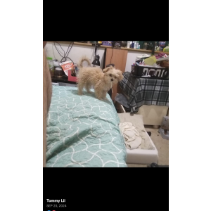 Lost Dog Gigi