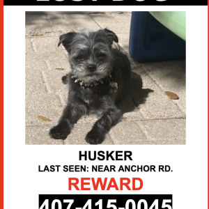 Lost Dog Husker