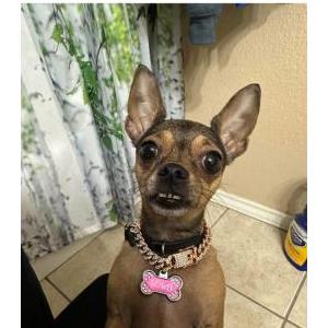 Lost Dog Lola Vasquez