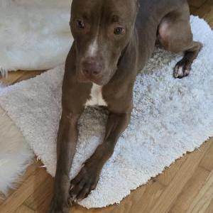 Found Dog Unknown