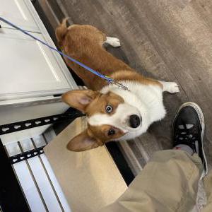 Found Dog Unknown