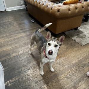Found Dog unknown