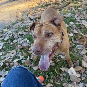 Lost Dog Blanca Thomlinson