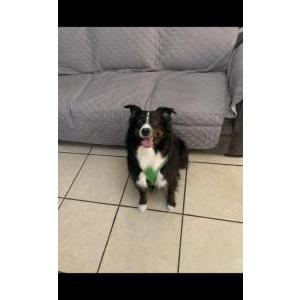 Image of Kelea, Lost Dog