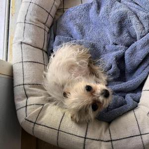 Lost Dog Ticket