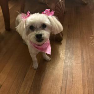 Lost Dog Nova
