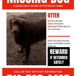 Image of Otter, Lost Dog