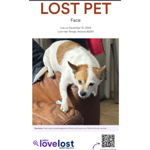 Lost Dog Face