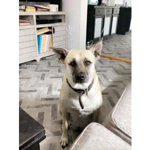 Image of TROOPER, Lost Dog