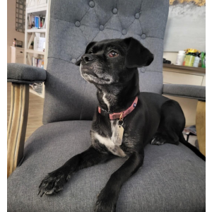 Lost Dog Lola