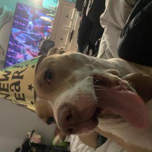 Lost Dog Nami