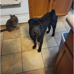 Image of Shadow Peters, Lost Dog