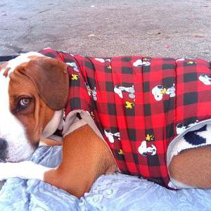 Lost Dog Diesel