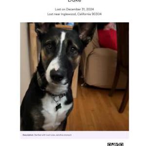 Lost Dog Duke