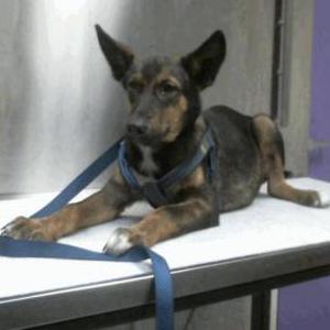 Lost Dog Kira
