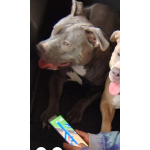 Lost Dog Lola
