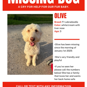 Lost Dog Olive