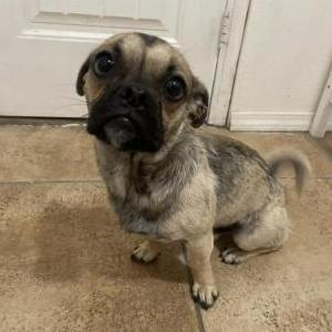 Lost Dog Canelo