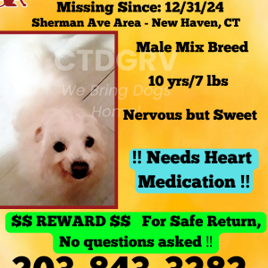 Lost Dog Whitey