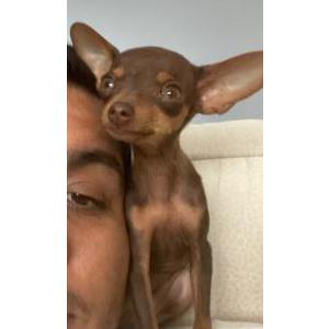 Lost Dog Nia