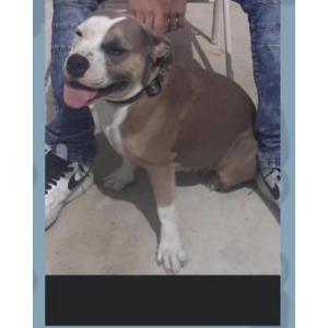 Lost Dog gorda