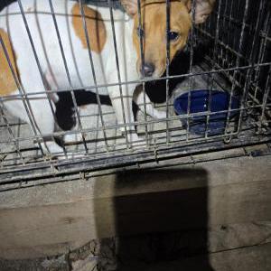 Found Dog Unknown