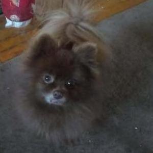 Lost Dog Hersey