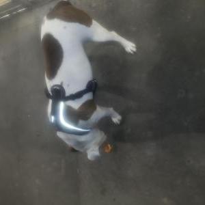 Found Dog Unknown