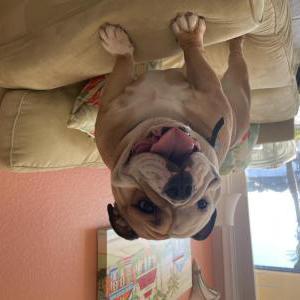 Image of Haven, Lost Dog