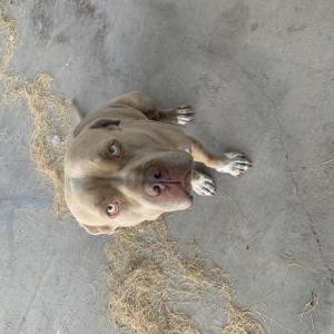Lost Dog Russo